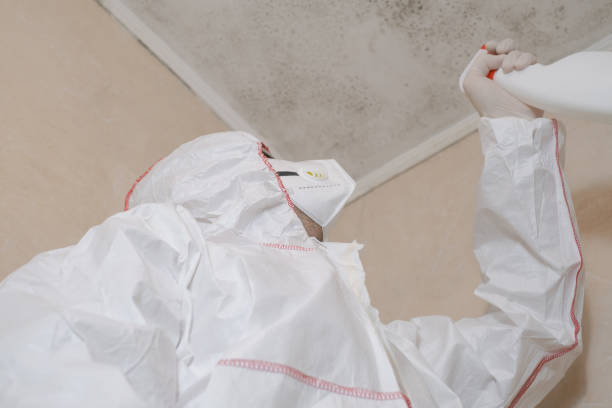 Best Insurance-Related Mold Remediation in Solvang, CA
