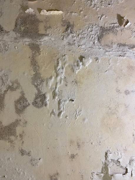 Best DIY Mold Remediation Support Services in Solvang, CA