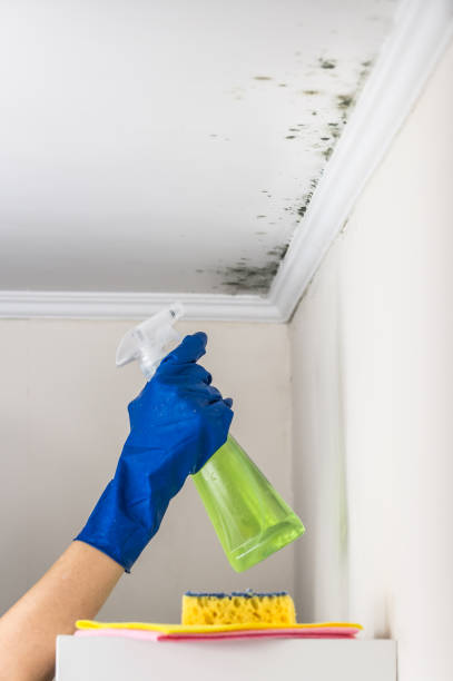 Best Attic Mold Remediation in Solvang, CA