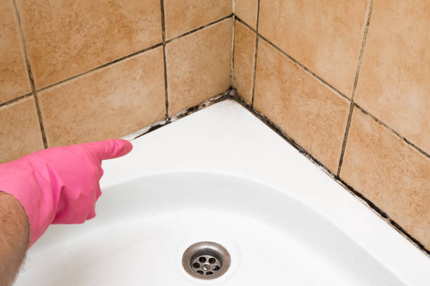 Best Residential Mold Remediation in Solvang, CA